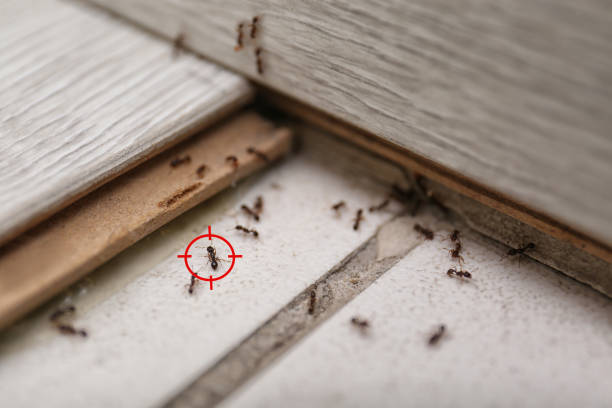 Best Cockroach Control Services  in Ridgemark, CA