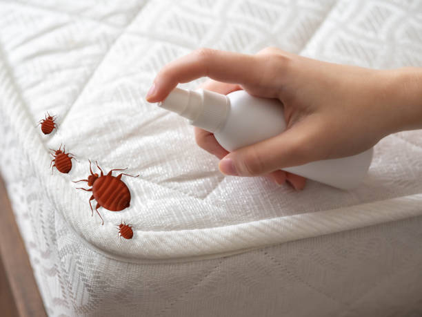 Best Wasp Removal Services  in Ridgemark, CA