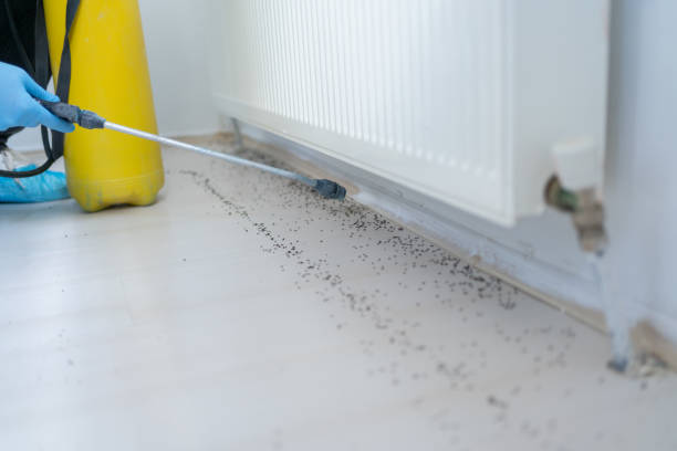 Best Pest Prevention Services  in Ridgemark, CA